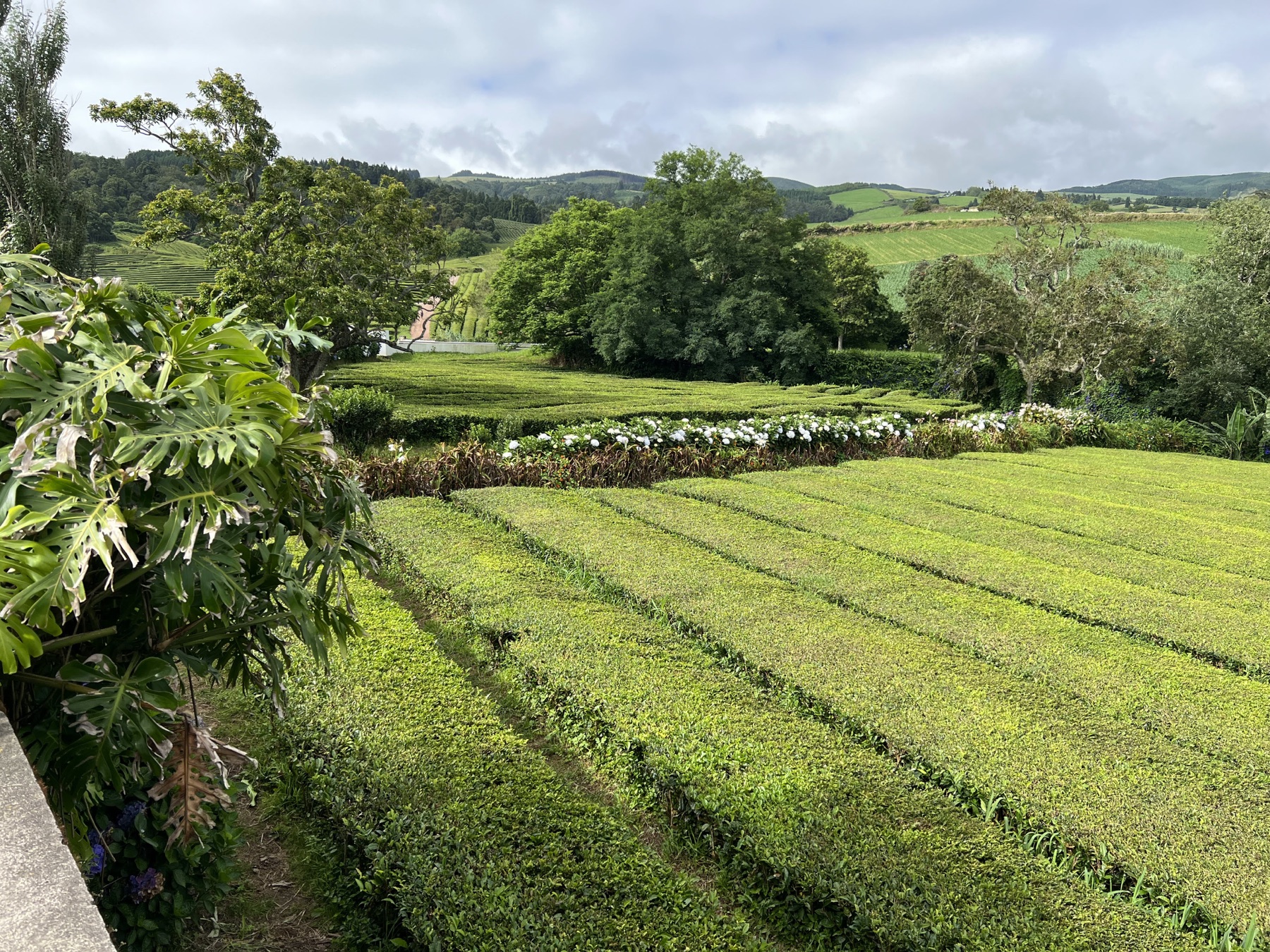 Neatly planted green tea rows spread across rolling hills near the ocean