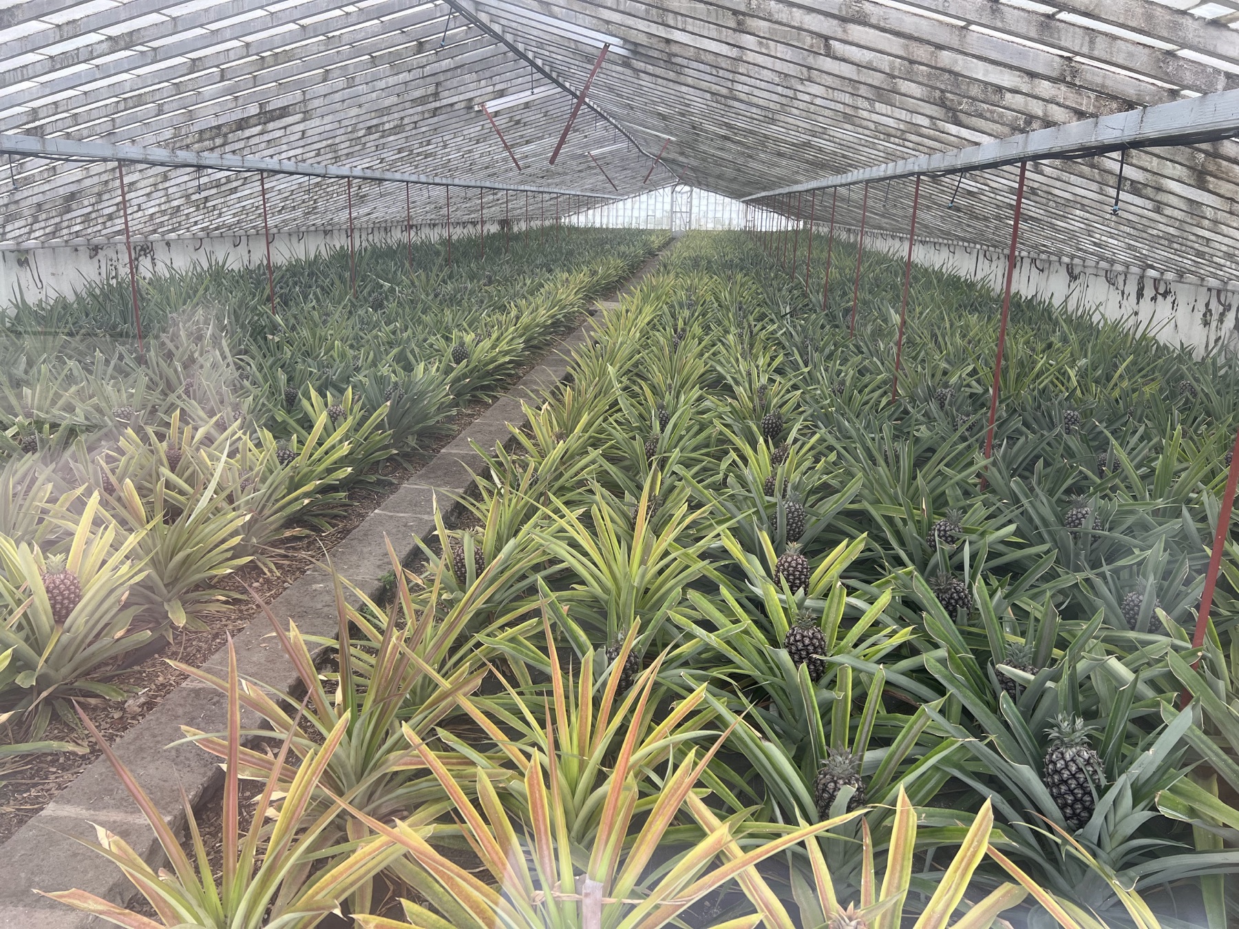 Rows of ripening pineapples growing inside a glass-roofed greenhouse