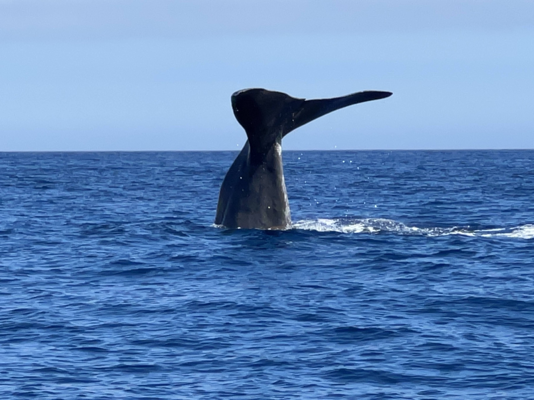 Whale tail rising above deep blue Atlantic water