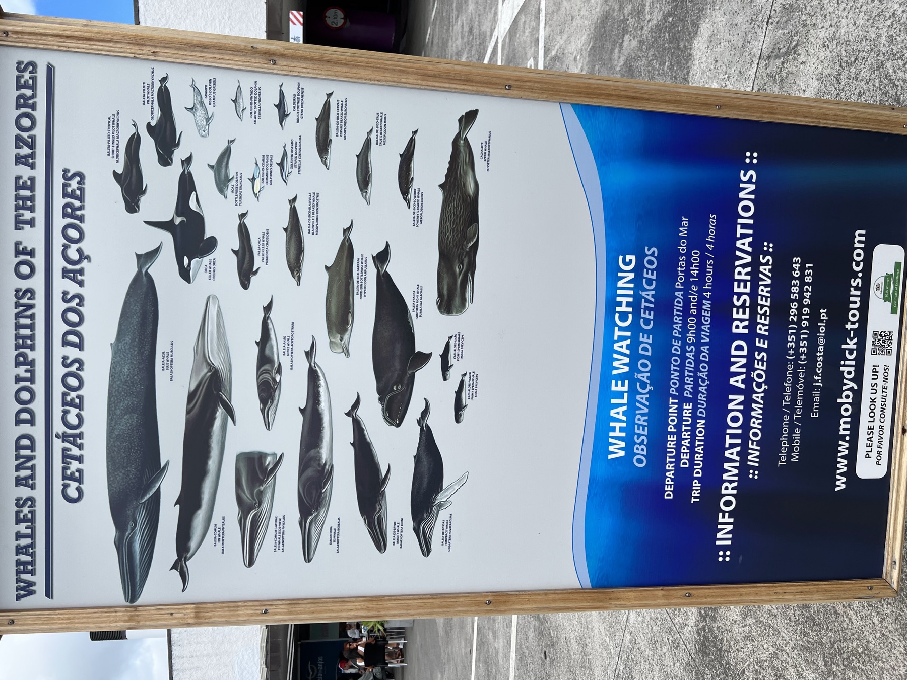 Illustrated board identifying whales and dolphins that can be seen in the Azores