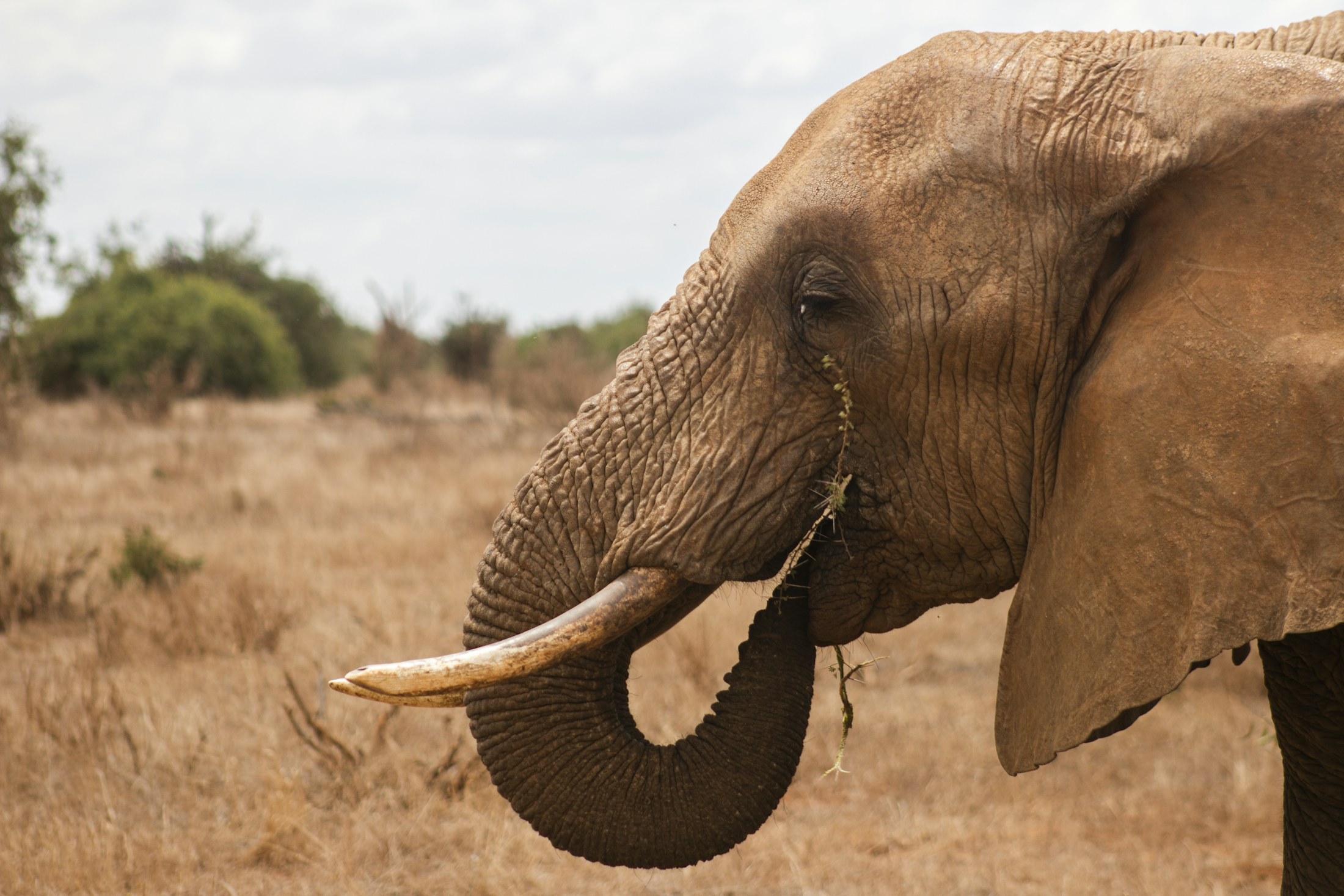 An African elephant eating in a dry savanna landscape