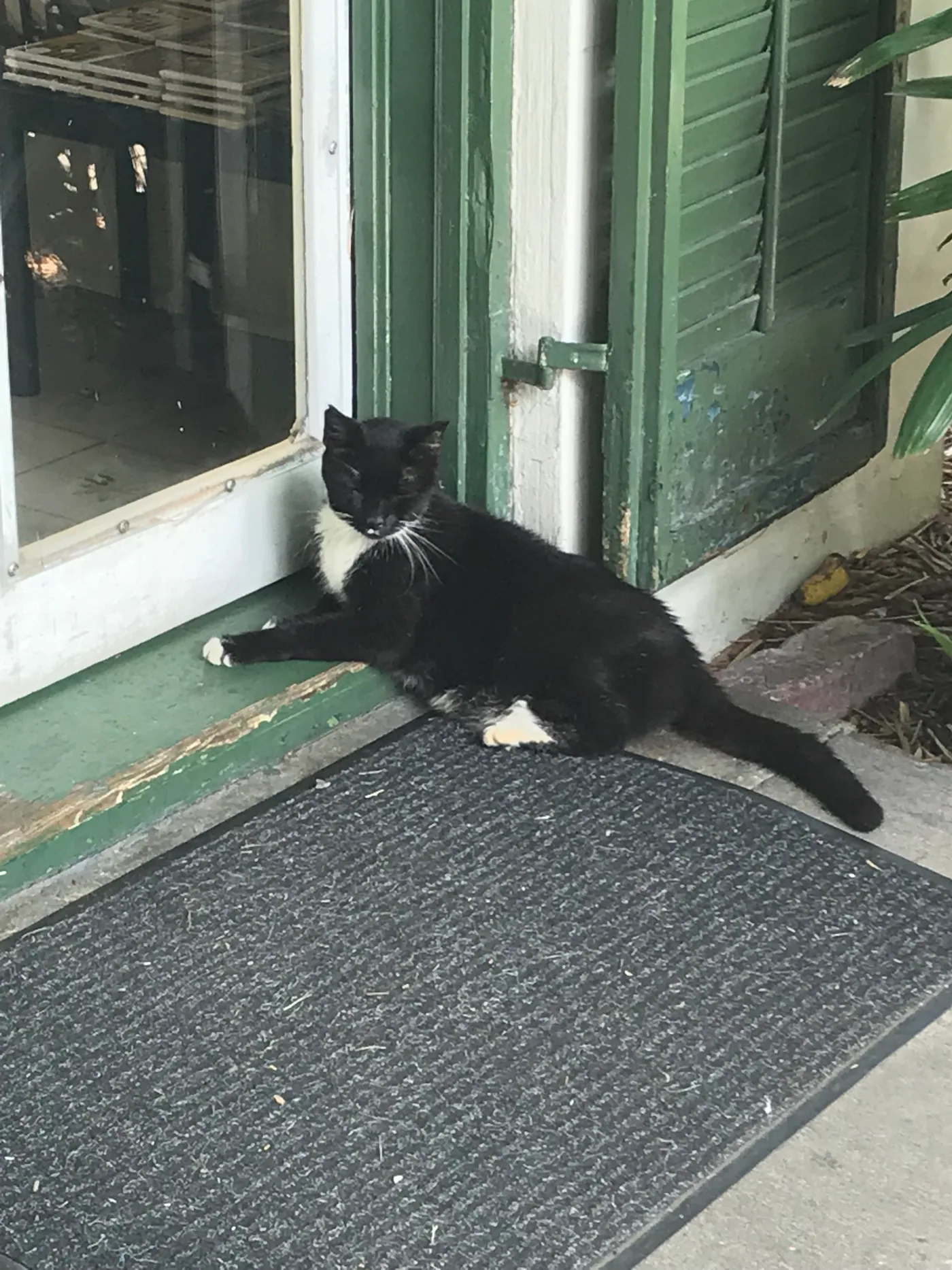 Black-and-white cat resting beside green shutters at the Hemingway Home in Key West