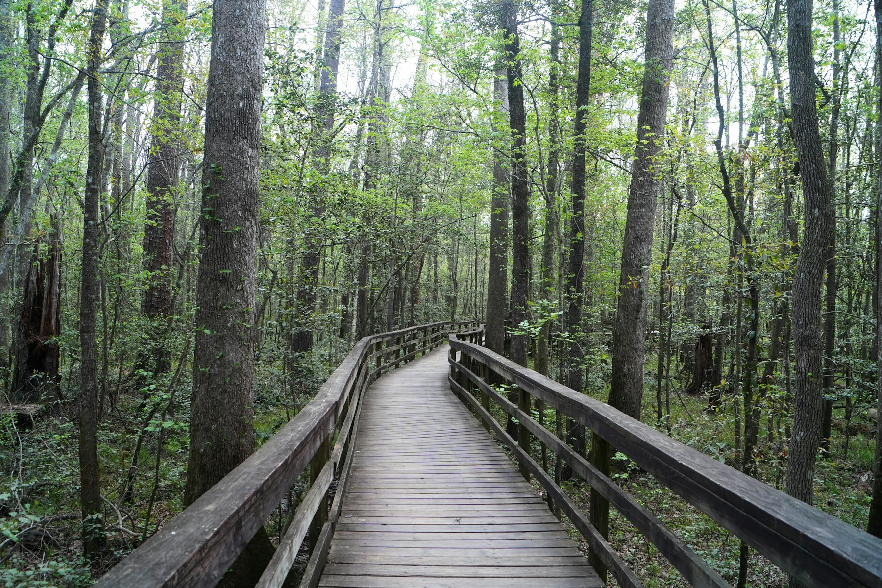 A wooden boardwalk passing through the lush forest at Congaree National Park