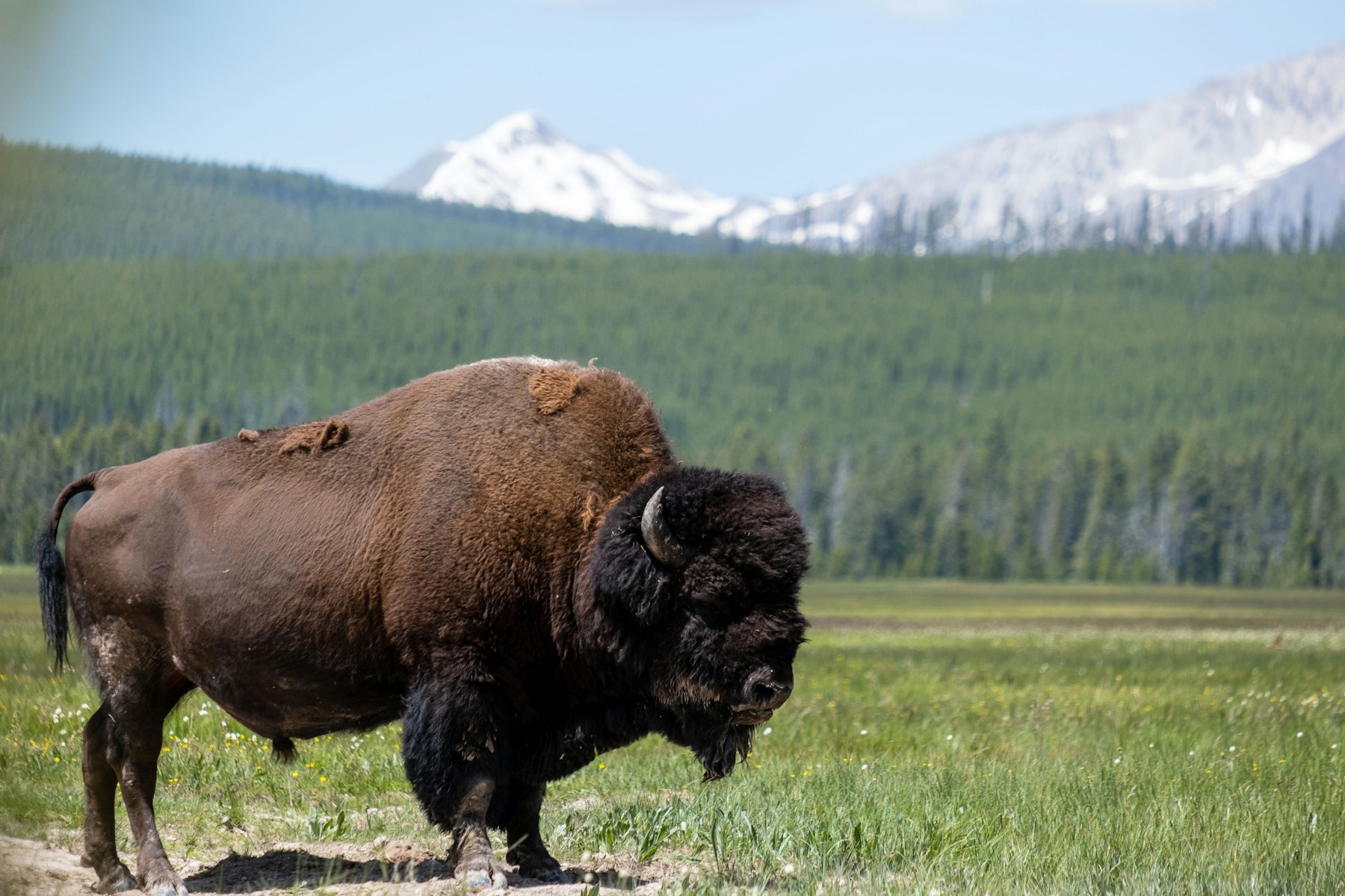 A bison grazing in a field at Yellowstone National Park