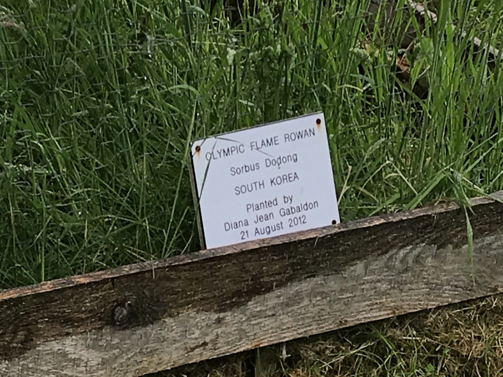 A small sign identifying the rowan planted by Diana Gabaldon at Castle Leod