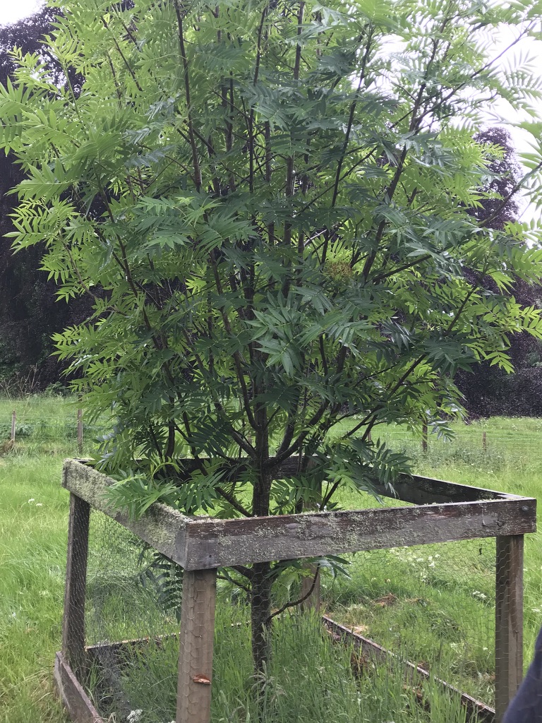 A young rowan tree protected by a low wooden enclosure on the Castle Leod grounds