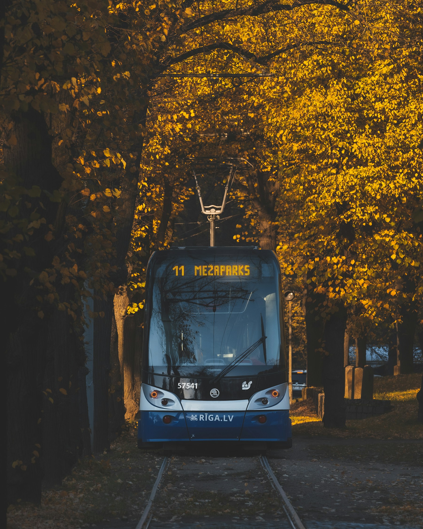A tram traveling along a tree-lined street in Riga during autumn